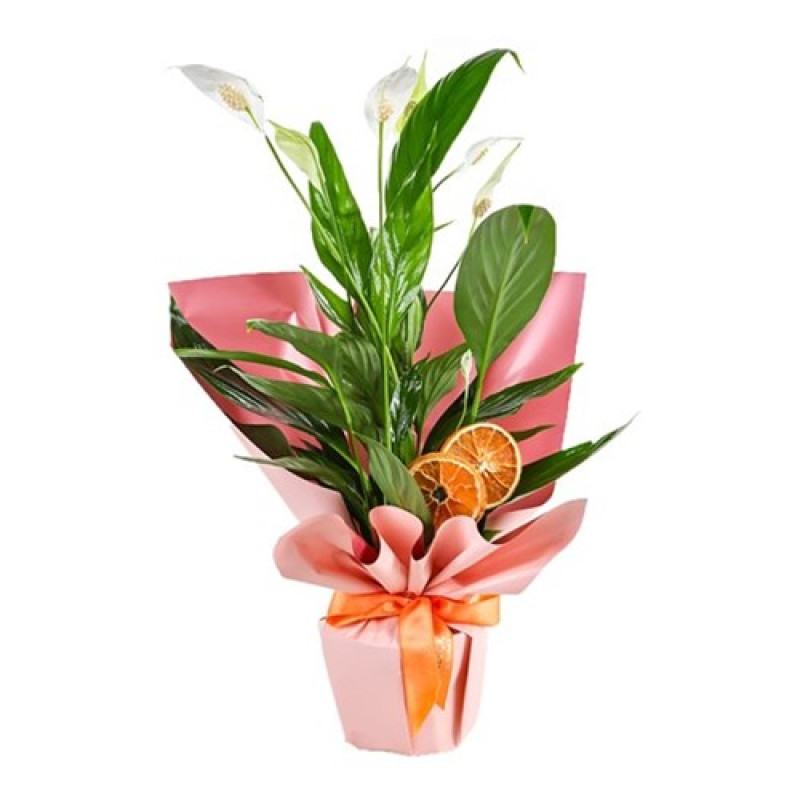 Bulunmaz Pembe Orkide